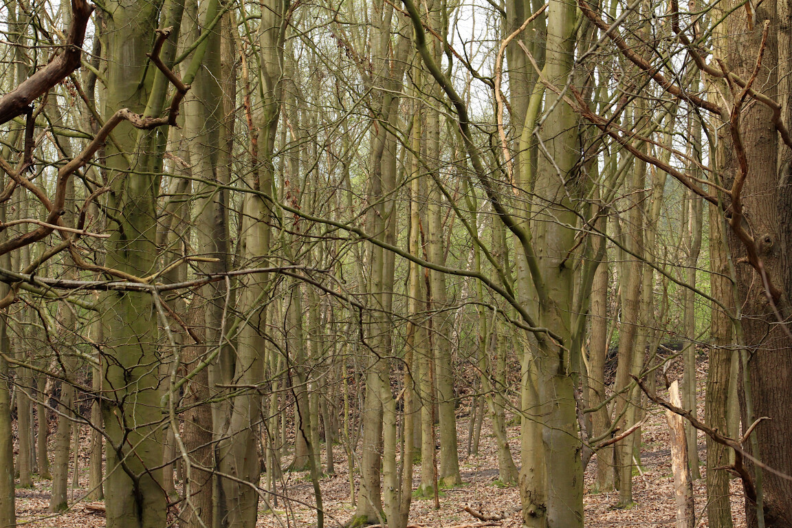 Bare Trees, Sherwood Pines, Nottinghamshire